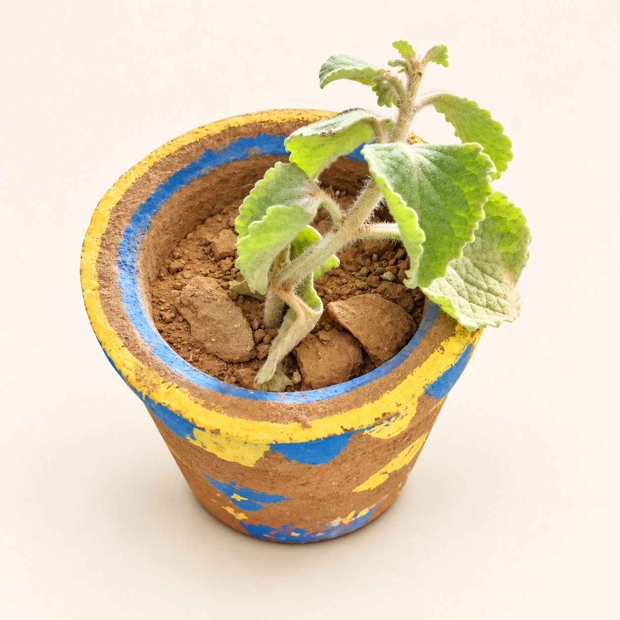 Cow Dung Planter